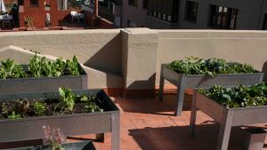 Taller per fer un hort a casa