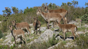 El Parc a la Ràdio - El Parc Natural es gestionen les cabres salvatges