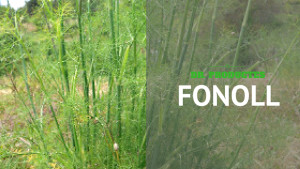 Dr. Productes - Fonoll