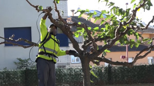 Comença la poda d'arbres a l'Avinguda Girona