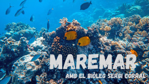 Maremar - L'arqueologia subaquàtica