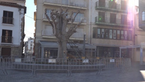 Apuntalen l'arbre de La Platja