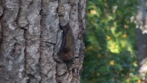 Instal·lació de caixes refugi de ratpenats per al control biològic dels mosquits