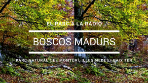 El Parc a la Ràdio - Boscos madurs