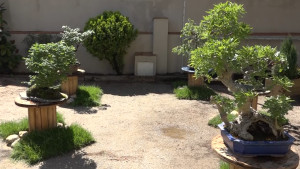 Nova mostra de flors, bonsais i ceràmica al CER