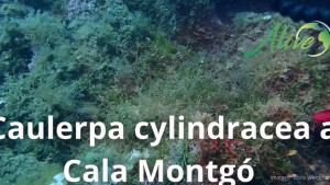 L' alga invasora Caulerpa cylindracea arriba a  Cala Montgó