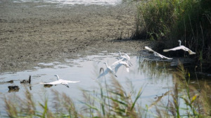 Els Parcs Naturals dels Aiguamolls i el Montgrí fan balanç de les aus hivernants