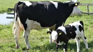 Confirmat un segon cas de dermatosi nodular en explotacions bovines de l'Alt Empordà