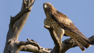 El Parc a la Ràdio-Àligues productives al Parc Natural