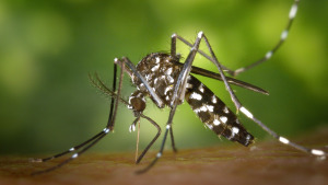 Les pluges de primavera revifen la població de mosquits