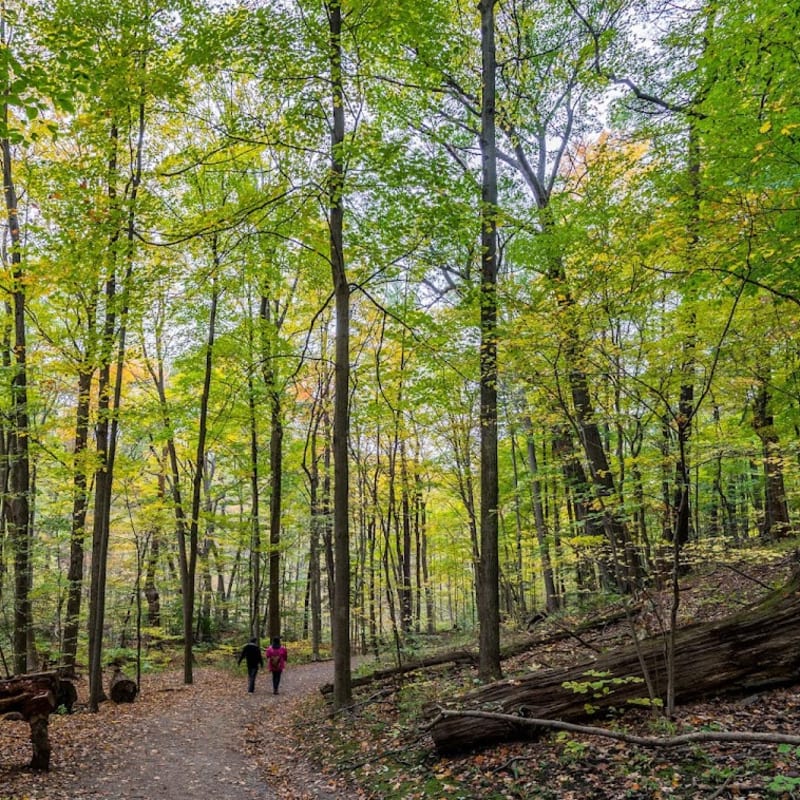 Lost Valley Trail Race photo 1
