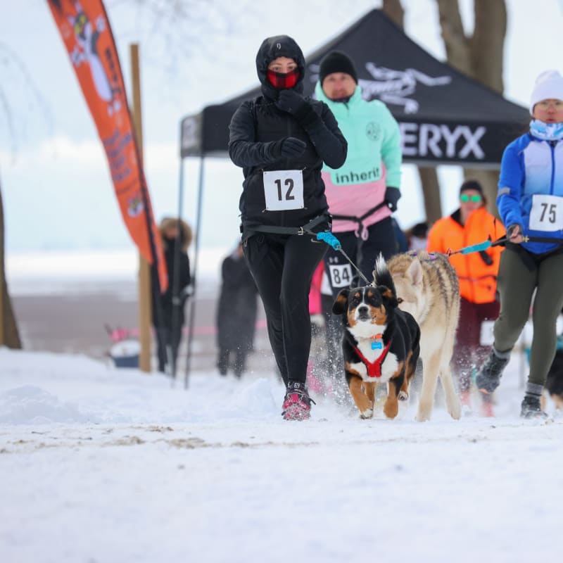 Polar Paws photo 1