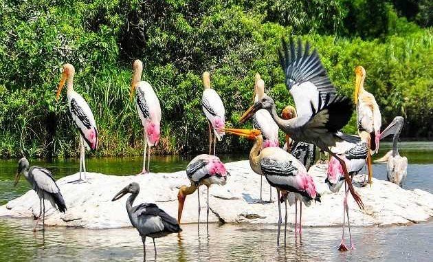 Kumarakom Bird Sanctuary