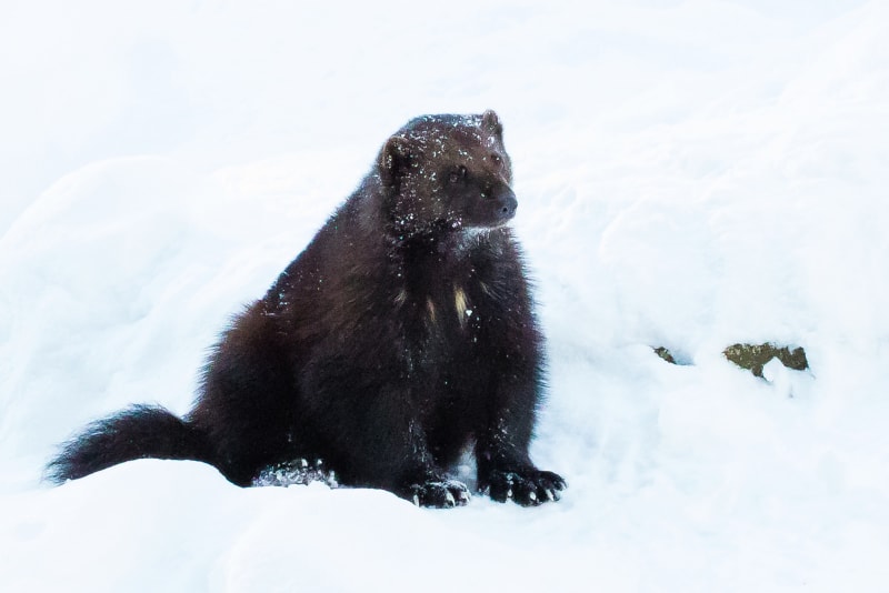 Arctic Wolverine