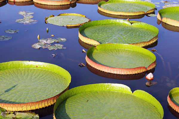 Amazon lilly pads