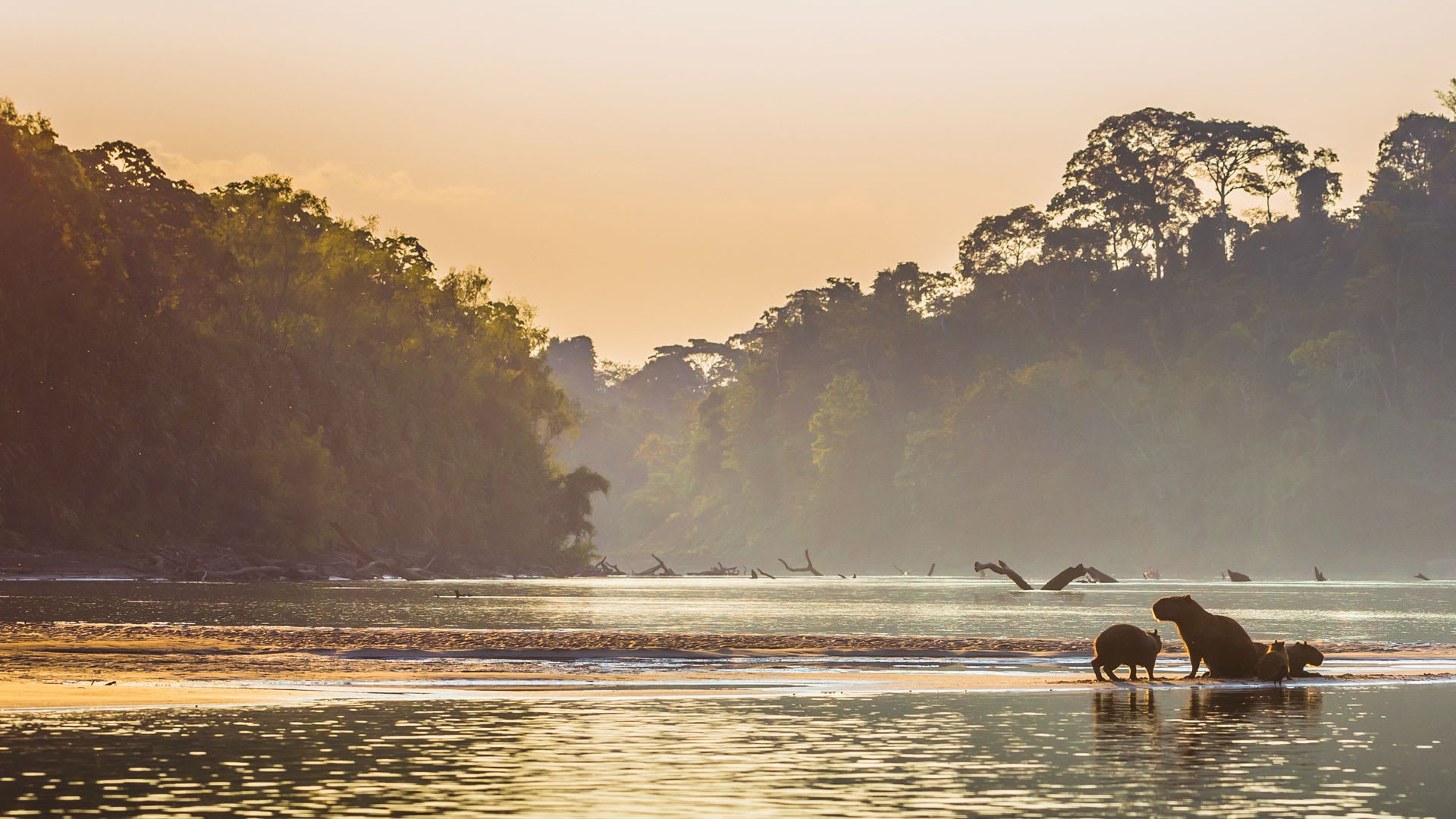 Capybaras at dawn