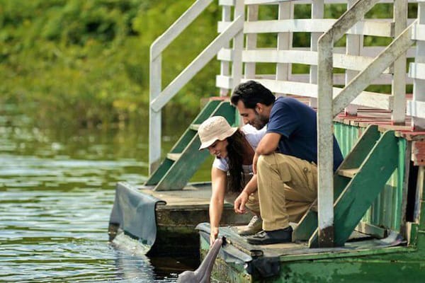 Feeding pink river dolphins