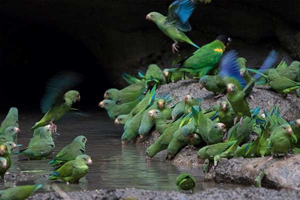 birds feeding at the clay lick