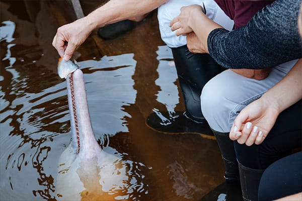 Hand feeding pink river dolphin