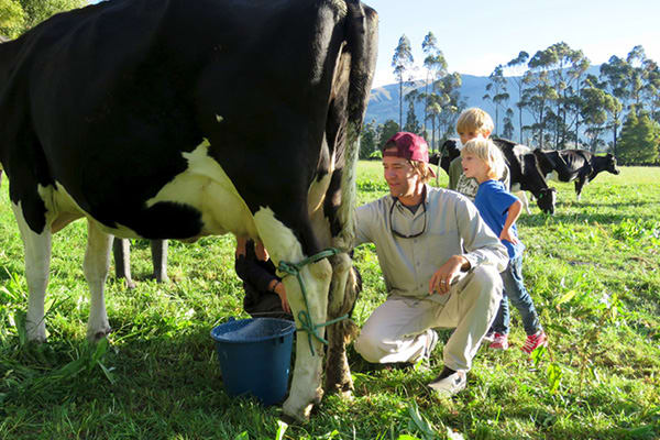 Man Milking Cow With Kids