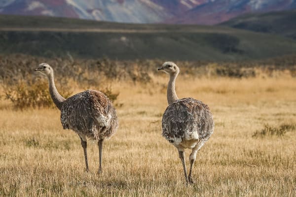 Rhea walking Chile Patagonia