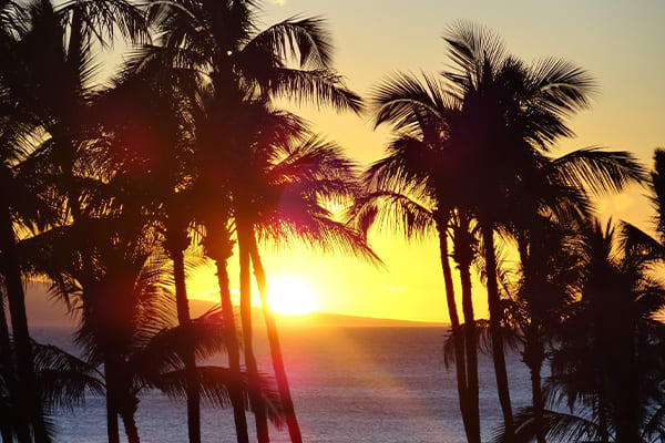 Sunset and palm trees easter Island