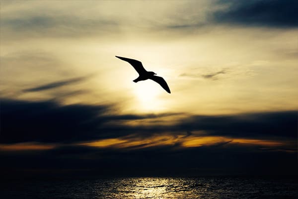 Seagull in flight