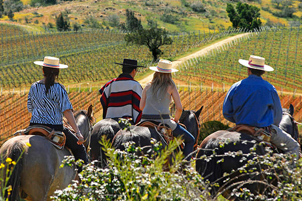 horseback riding through the vineyards