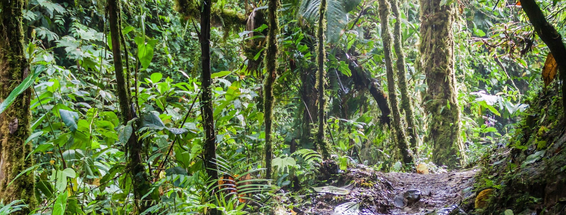 Cloud Forest in Ecuador