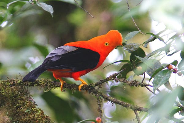 Cock of the Rock Bird