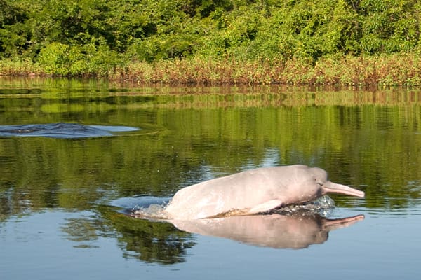 Breaching Pink River Dolphin