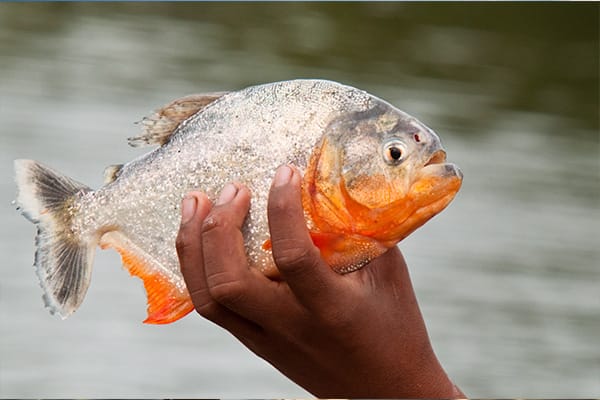 Freshly Caught Piranha Fish