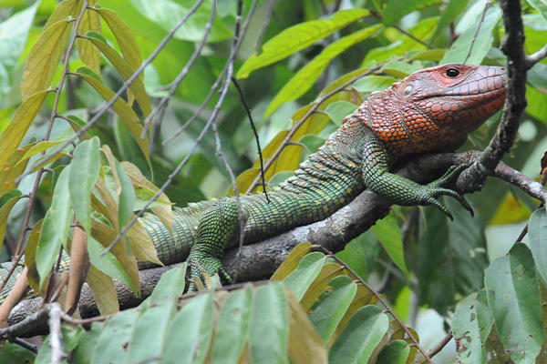 Caiman Lizard in tree