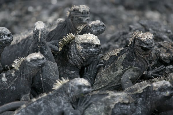 Marine Iguanas Basking