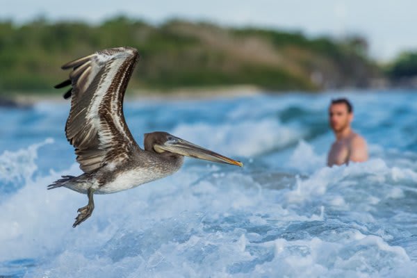 man in ocean staring at pelican