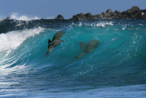 Sea Lions in the waves