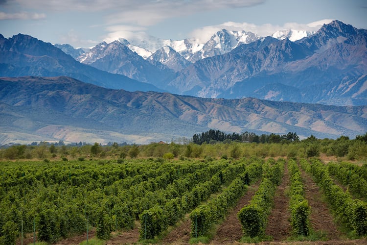 THREE DAYS IN THE MENDOZA WINE REGION (ARGENTINA)- WITH MAP! - Travels with  Talek