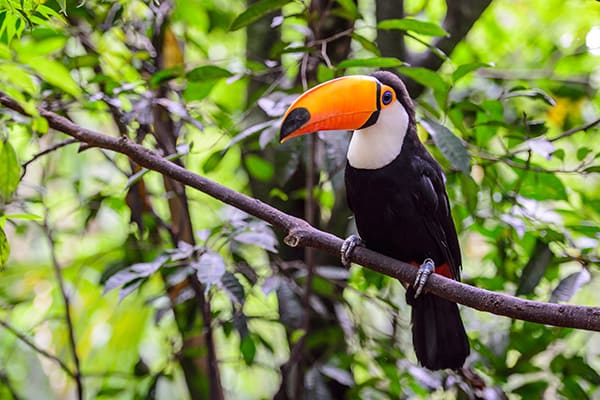 Toco Toucan Return Home