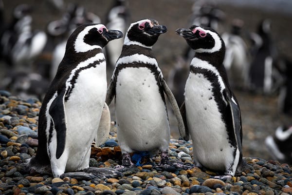 Penguins Puerto Madryn