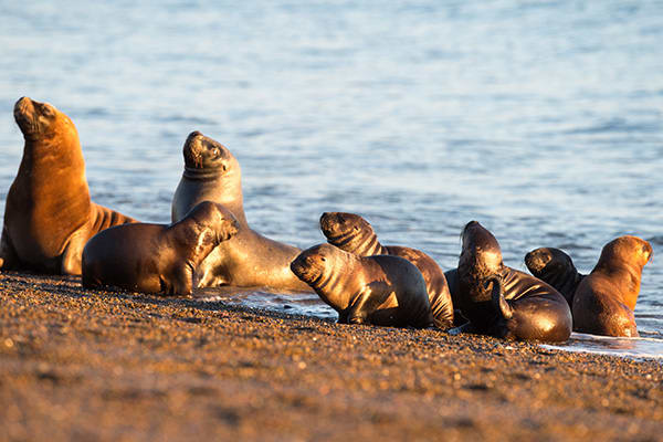 Sea Lions Peninsula Valdez