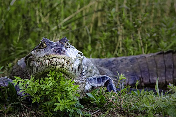 Caiman Ibera Wetlands Argentina