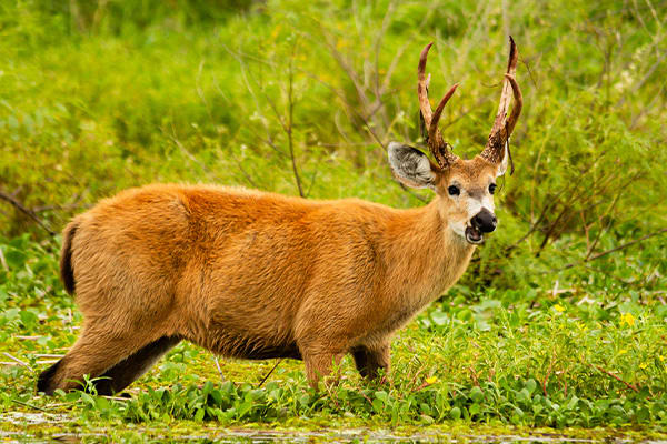 Deer Ibera Wetlands Argentina