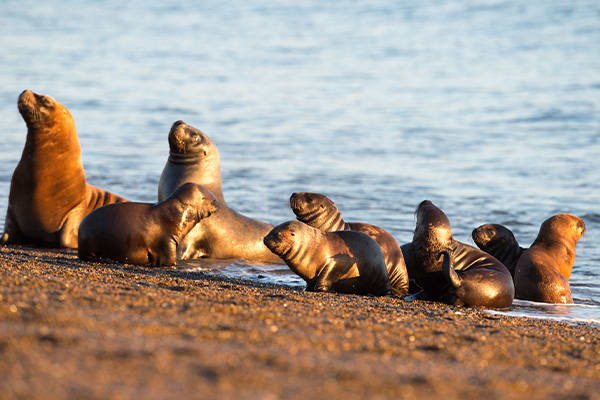 Sea Lions on the Beach