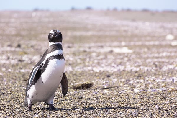 Penguins of Puerto Piramidez