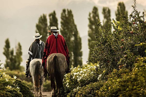 Horseback Riding in Vineyards