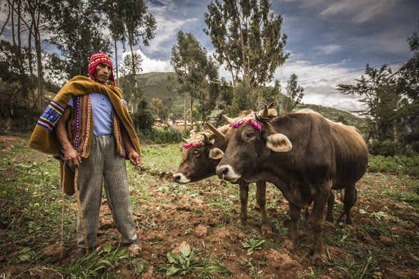 Andean Man with Cattle