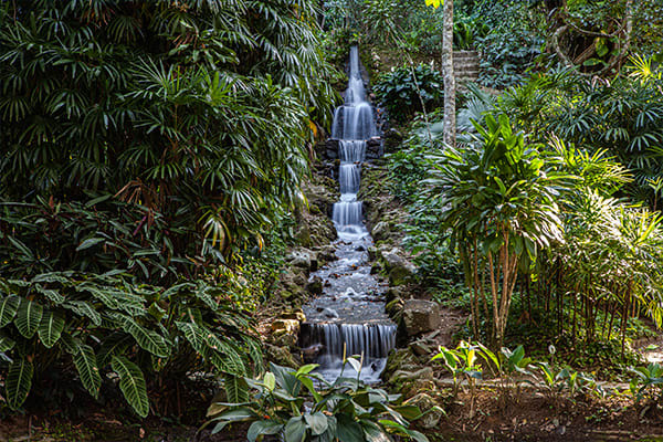 Tijuca Forest