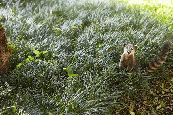 Coati good bye