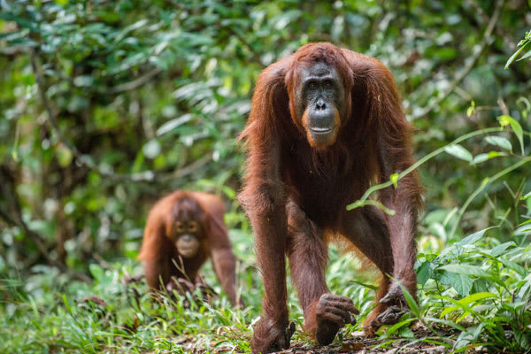 indonesian borneo tour