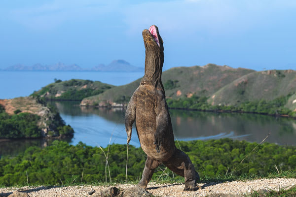 komodo island tours from bali